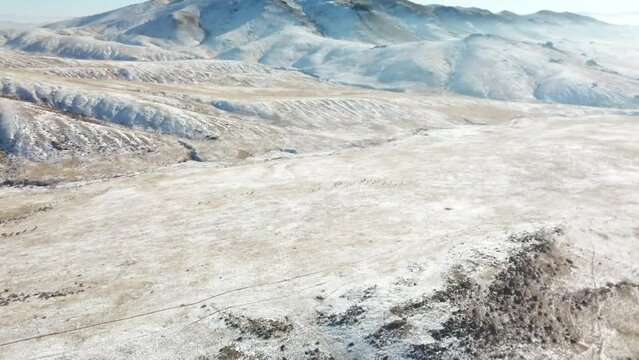 rennes sauvages dans les steppes mongoles durant l'hiver