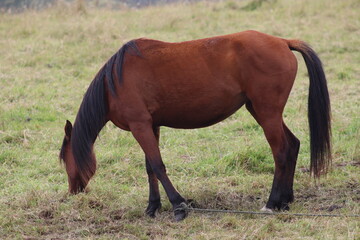 Fototapeta premium horse and foal
