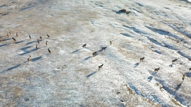 rennes sauvages dans les steppes mongoles durant l'hiver