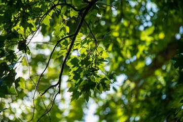 a branch and a bunch of leaves hang beautifully backlit by the sun and other branches in a tree