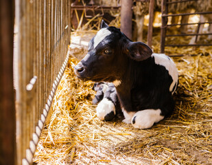 A young bull is lying on the hay in the barn and resting. The calf is black and white. Bright...