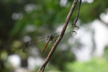 dragonfly resting on a branch