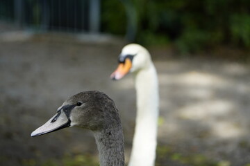 Mute swan with offspring (Cygnus olor) Anatidae family. Hanover, Germany.
