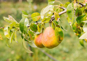Large pears on trees in the garden. Autumn seasonal harvest. Yellow ripe pears on a branch in the garden. Organic farming, gardening.