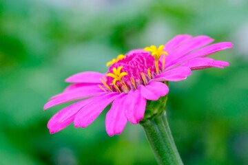 ピンク色のジニア