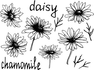 Set of drawn daisies. Line art. Flower sketching. Bloom. Elements for decor. Simple chamomile. Decor. Botany.