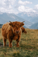 Die traditionelle schottische Highland-Kuh. Oder auch haarige Kuh in den Dolomiten auf der Villanderer Alm. 2