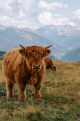 Die traditionelle schottische Highland-Kuh. Oder auch haarige Kuh in den Dolomiten auf der...