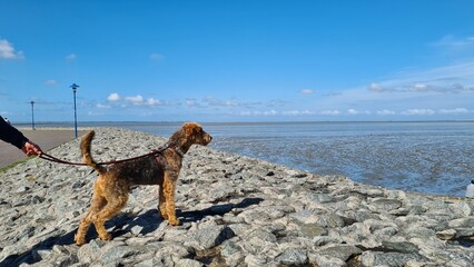 airedale