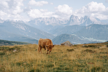 Fototapeta na wymiar Die traditionelle schottische Highland-Kuh. Oder auch haarige Kuh in den Dolomiten auf der Villanderer Alm. 1