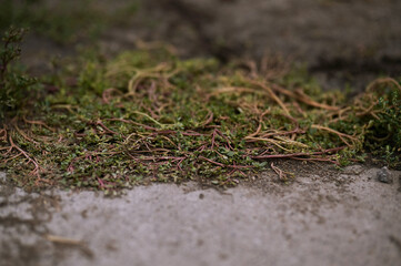 background, beauty, beginning, cling, color, detail, grass, green, grow, growth, landscape, moss, natural, sprout, symbol, tree, unusual, wall, water, wilderness, aged, backdrop, block, blocking, bric