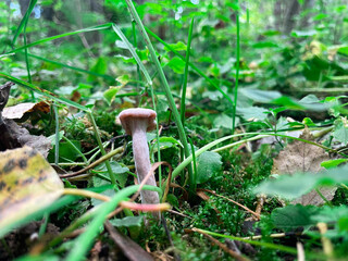 mushroom with a brown cap in a green forest in the rain, green leaves and grass,mushrooms grow under trees, poisonous mushroom, medicines are made to treat people, animals are treated with mushrooms