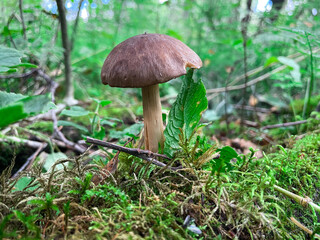 mushroom with a brown cap in a green forest in the rain, green leaves and grass,mushrooms grow under trees, poisonous mushroom, medicines are made to treat people, animals are treated with mushrooms
