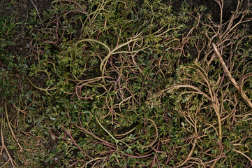 Obraz premium background, beauty, beginning, cling, color, detail, grass, green, grow, growth, landscape, moss, natural, sprout, symbol, tree, unusual, wall, water, wilderness, aged, backdrop, block, blocking, bric