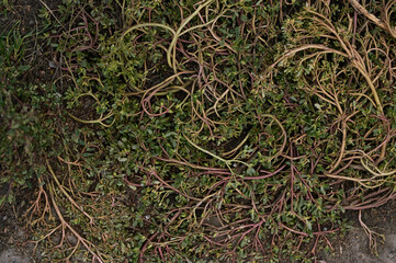 background, beauty, beginning, cling, color, detail, grass, green, grow, growth, landscape, moss, natural, sprout, symbol, tree, unusual, wall, water, wilderness, aged, backdrop, block, blocking, bric