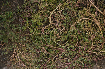 background, beauty, beginning, cling, color, detail, grass, green, grow, growth, landscape, moss, natural, sprout, symbol, tree, unusual, wall, water, wilderness, aged, backdrop, block, blocking, bric