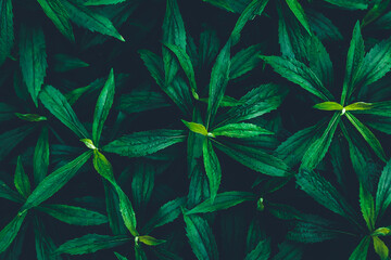 Naklejka na ściany i meble Green leaves pattern, summer natural plant backgrounds, nature wallpaper. Dark texture of fresh foliage, shrub in night. Greenery botanical backdrop for design.