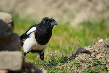 A common magpie walking and searching for nesting material in the garden