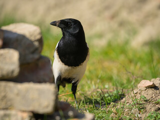 A common magpie walking and searching for nesting material in the garden