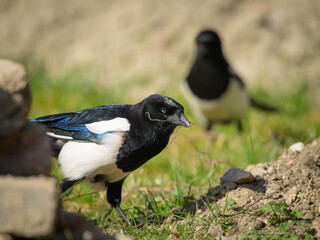 A common magpie walking and searching for nesting material in the garden