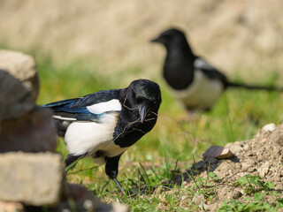 A common magpie walking and searching for nesting material in the garden