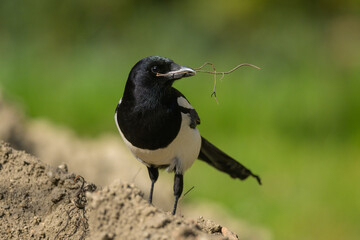 A common magpie walking and searching for nesting material in the garden