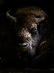 Portrait of a Wisent in a National Park in Poland (European Bison)
