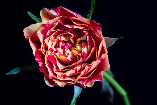 Single rose with many colors, on black background, image from above