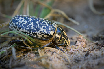 A big Scarab beetle walking on sand