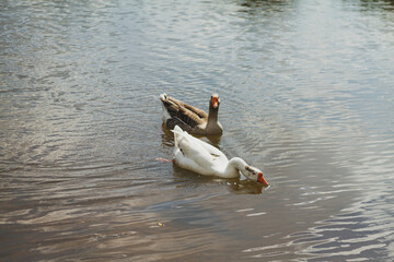 ducks on the lake
