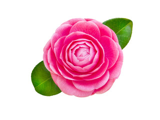 Bright pink camellia rose form flower with leaves isolated transparent png