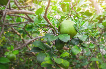 lime tree in the garden are excellent source of vitamin C. Green organic lime citrus fruit hanging on tree. green nature background with copy space.