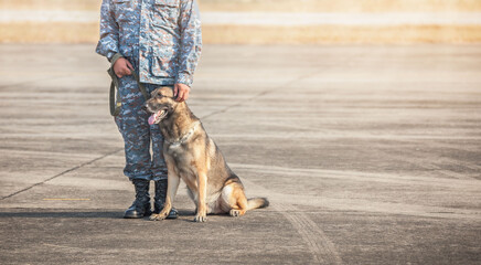 Soldiers from the  K-9 unit demonstrations to attack the enemy , the green lawns. learn the human...