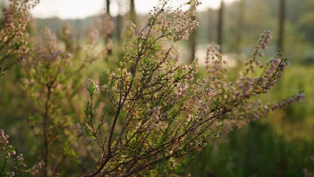 Green fluffy juniper bushes in the forest at sunset
