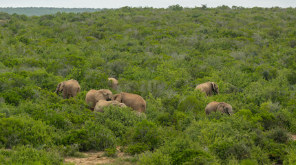 Obraz premium Elefantenherde in der Wildnis und Savannenlandschaft von Afrika
