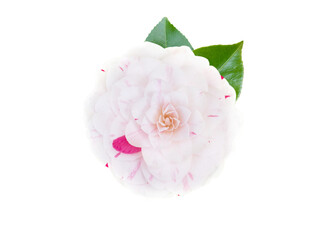 White and pink bicolor camellia or japanese tsubaki formal double form flower with leaves isolated transparent png - obrazy, fototapety, plakaty