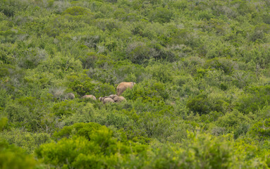 Elefantenherde in der Wildnis und Savannenlandschaft von Afrika