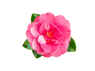 Pink camellia japonica or japanese tsubaki flower with leaves isolated transparent png