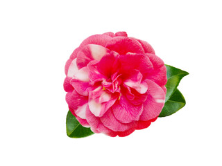 White and pink bicolor camellia or japanese tsubaki formal double fpeony form flower with leaves isolated transparent png