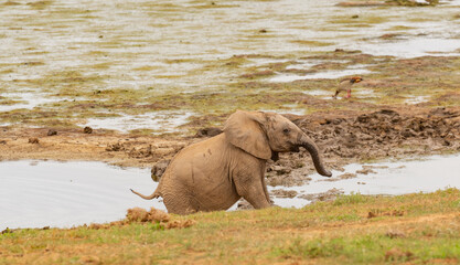 Elefanten Kalb in der Wildnis und Savannenlandschaft von Afrika