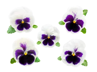 Fototapeten Five delicate white and violet pansy flowers isolated transparent png © photohampster