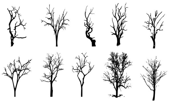 Beautiful winter tree silhouettes, highly detailed.