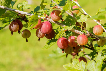 Ripe red delicious berries hang on the branches of a gooseberry bush.