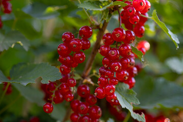 Red currant berries on the branches of a bush in the early morning.