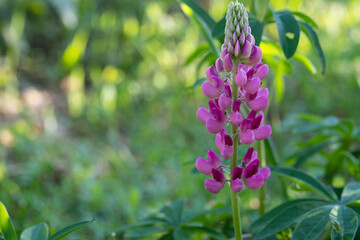 Beautiful bright flower in the summer garden.