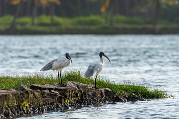 A pair of Black headed Ibis out on evening forage