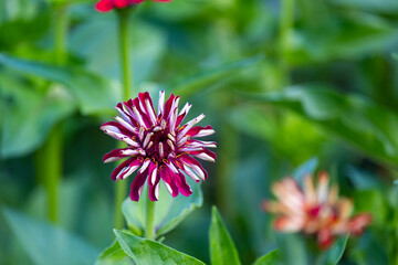 Fototapeta premium Beautiful bright flower in a flower bed in the park.