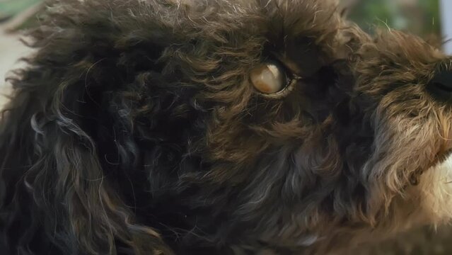 sad disease small dog looking with sickness eyes lying on couch. Close up shot old poodle eye cataract. 