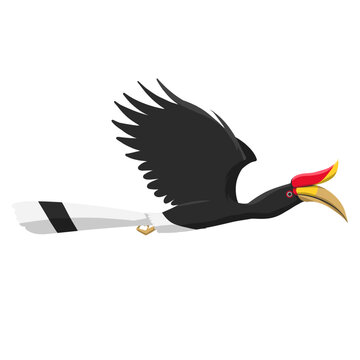 Burung Enggang Kalimantan