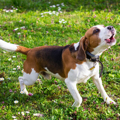 Naklejka na ściany i meble Barking beagle in summer garden. Dog with opened mouth